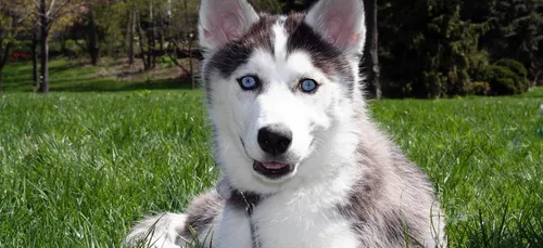 Hauts-de-Seine : laissés dans une voiture, deux chiens meurent