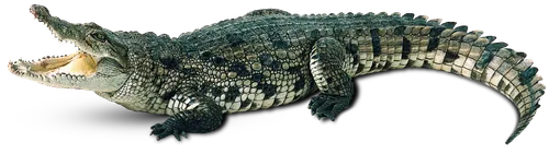 Un crocodile de 600 kg enfin capturé en Australie