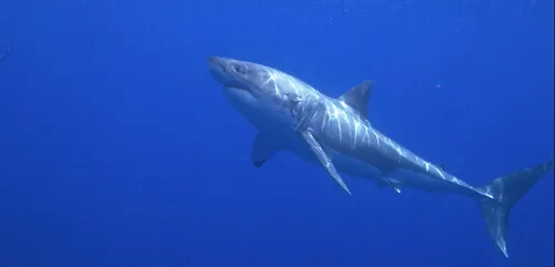 France : un requin surprend des nageurs