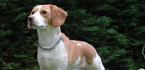 RATP : les chiens continueront à renifler dans les transports en...