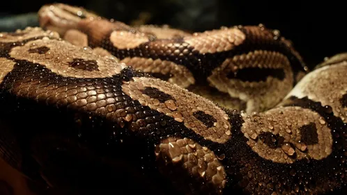 Il ouvre une chaudière et y trouve un python royal ! (photo)