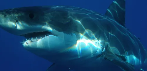 Des vacanciers risquent leur vie pour sauver un requin échoué (Vidéo)