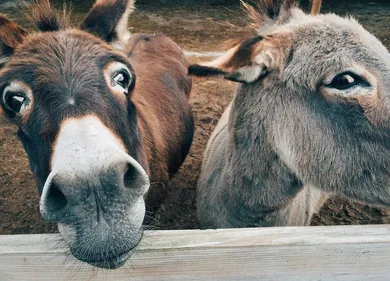 Un zoo peint un âne pour le faire passer pour un zèbre (photos)
