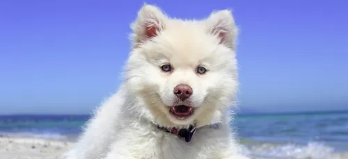 Les chiens savent quand vous déprimez