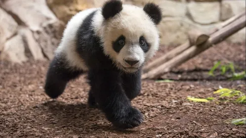Yuan Meng : le panda français fête son premier anniversaire au zoo...