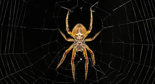 La couleur à ne surtout pas porter si vous avez peur des araignées