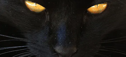 Superstitieux attention : c’est la journée du chat noir !