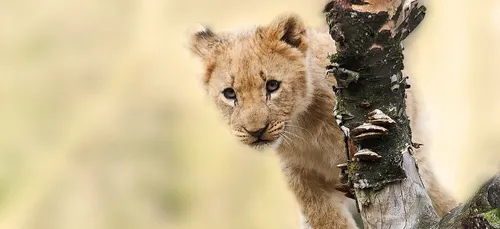 Les Pompiers de Paris donnent des nouvelles du bébé lion sauvé en 2017