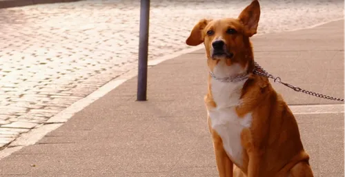 Val-de-Marne : la taille de la laisse de votre chien sera contrôlée !
