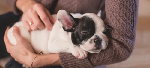 Ces salariés peuvent rester chez eux s’ils adoptent un animal