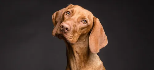 #SnootChallenge : le défi réservé aux chiens qui fait fondre la...
