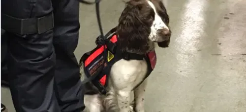 20/20 pour les chiens renifleurs des trains en Ile-de-France