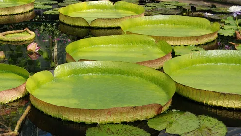 Elle tente de marcher sur un nénuphar géant…Mauvaise idée ! (vidéo)