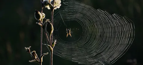 Les araignées rentrent chez nous... à une heure bien précise !