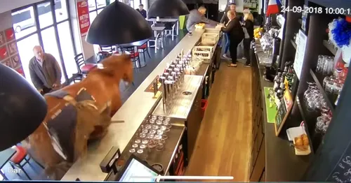 Hallucinant : un cheval fou débarque au galop dans un bar (vidéo)