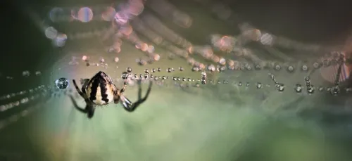 Vous avez peur des araignées ? On sait pourquoi !