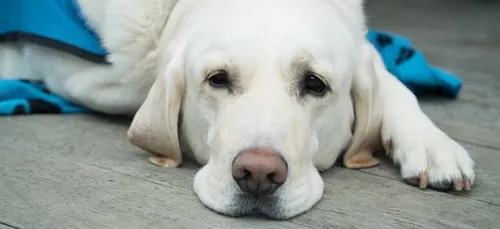 Un malvoyant se fait expulser d’un Monoprix à cause de son chien...