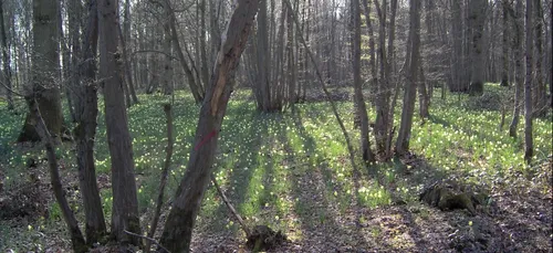 80 hectares de la forêt de Sénart partent en fumée