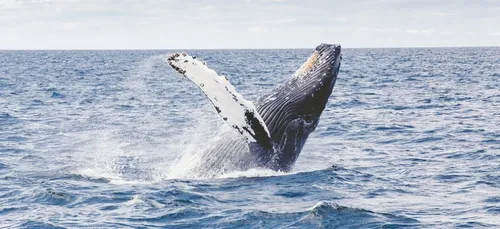 Une baleine nage trop près d'elle, elle appelle la police ! (vidéo)