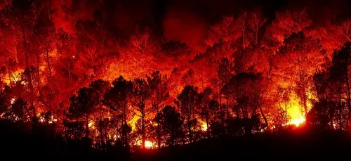 Des collégiens soupçonnés d’avoir mis le feu à la forêt de Sénart