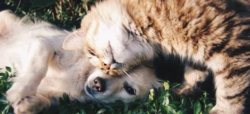 Découvrez les noms les plus tendances donnés aux animaux !