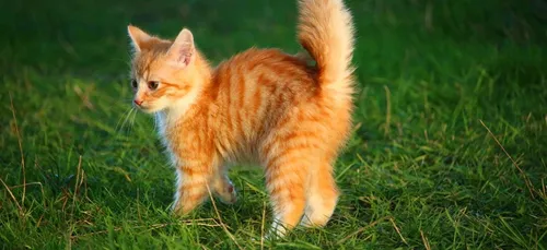 Un chat s’invite à un défilé de mode et devient la star du web (Vidéo)