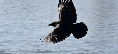 Illusion d’optique : cette photo représente-t-elle un chat ou un...