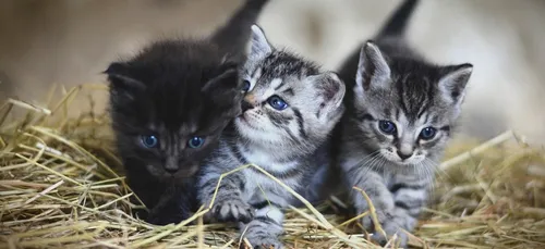 Découvrez le chat élu le plus beau de France (photo)