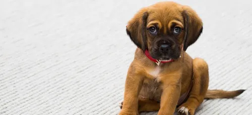 La réaction hilarante d'un chien devant le générique des "Feux de...