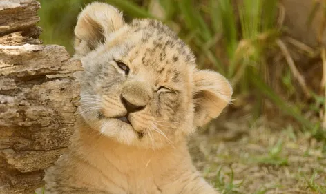 Un lionceau retrouvé dans une voiture à Paris
