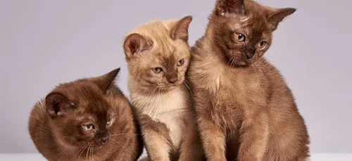 Découvrez Wilfred, le chat le plus laid d’Internet (photos)