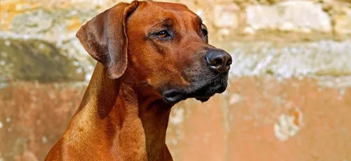 Bonneuil : un père et son fils de quatre ans attaqués par un chien