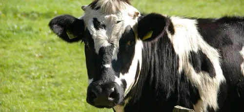 Cette vache géante devient une star sur les réseaux sociaux (Vidéo)