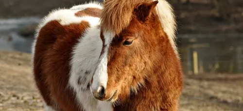 Val d’Oise : un bébé poney volé, un appel à l’aide est lancé (photo)