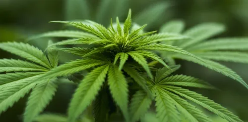 Winabis : le premier vin à base de cannabis (photos)