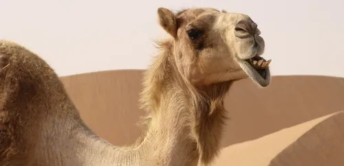 Seine-et-Marne : le Transilien perturbé par un dromadaire