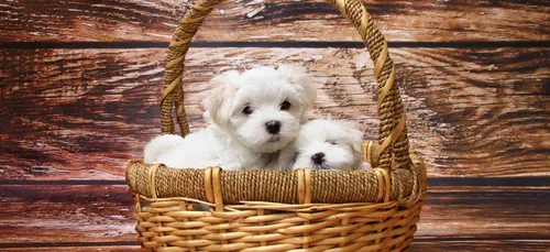 Bientôt un permis obligatoire pour pouvoir adopter un animal de...