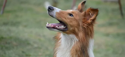 Oise : une commune verbalise les chiens trop bruyants
