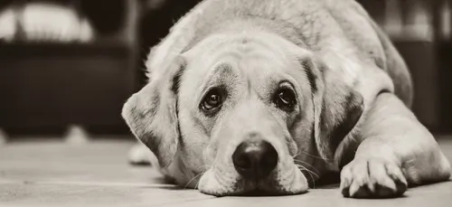 Stains : jugé pour avoir séquestré son chien deux ans dans une...