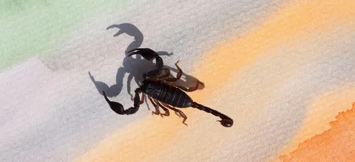 Un scorpion crée la panique dans un avion (VIDÉO)