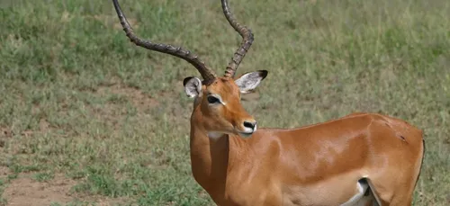 Zoo d’Émancé (78) : aucun signe de maltraitance après la découverte...