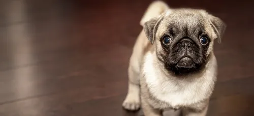 Huissier : une chienne vendue aux enchères sur eBay pour couvrir...