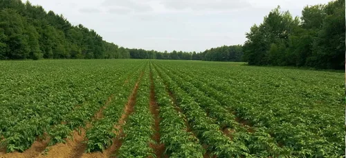 Yvelines : une première plainte après la contamination des sols au...
