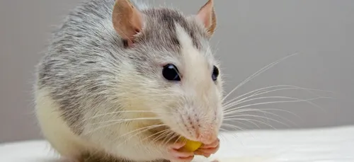 Boulogne-Billancourt : elle trouve une souris vivante dans le pain...