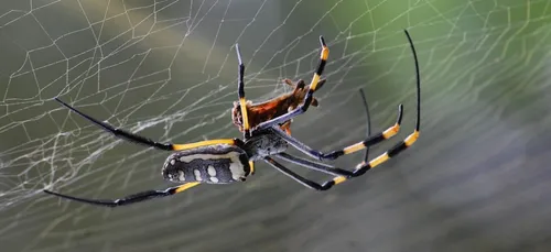 Une araignée vénéneuse pourrait soigner les troubles de l’érection !