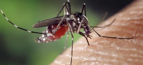 Voici la meilleure solution pour chasser les moustiques