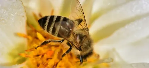 Quatre abeilles microscopiques vivaient dans son œil ! (photo)