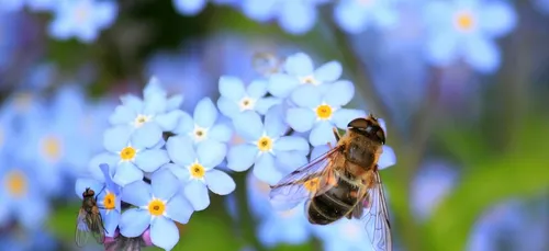 Insolite : sauver les abeilles en regardant du porno, c'est possible !