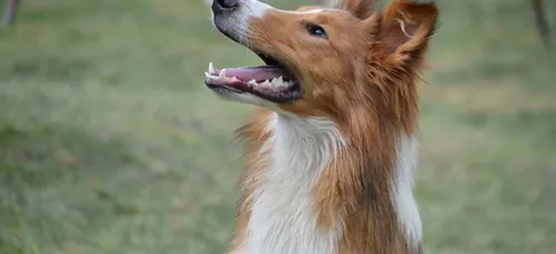 Val-d’Oise : un homme traîne et tue son chien en plein rue (VIDEO)