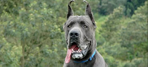 Mordue par un chien, une factrice du Val-d’Oise blessée au visage